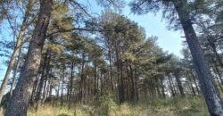 Se Venden 18 HA a orillas del Río Carcarañá.