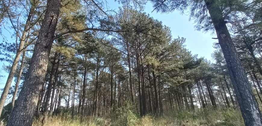 Se Venden 18 HA a orillas del Río Carcarañá.